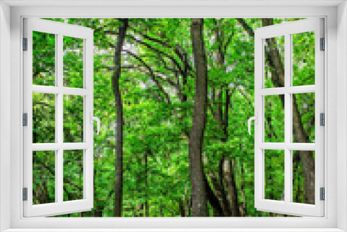Fototapeta Naklejka Na Ścianę Okno 3D - green grove in autumn, nature background