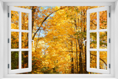 Fototapeta Naklejka Na Ścianę Okno 3D - Gold of autumn forest