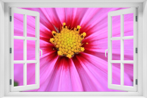 Fototapeta Naklejka Na Ścianę Okno 3D - cosmos flower