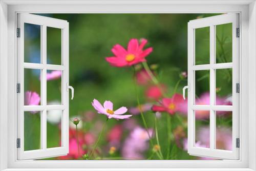 Fototapeta Naklejka Na Ścianę Okno 3D - cosmos flower