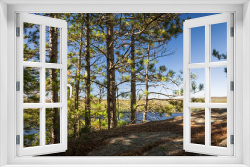 Fototapeta Naklejka Na Ścianę Okno 3D - Pines on sunny cliff