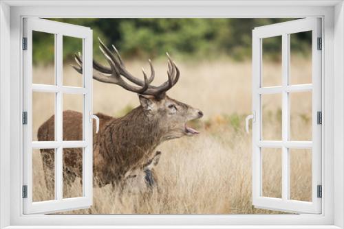 Fototapeta Naklejka Na Ścianę Okno 3D - Red Deer, Deers, Cervus elaphus - Rut time.