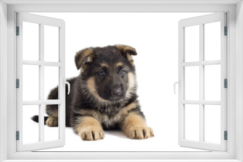 Fototapeta Naklejka Na Ścianę Okno 3D - Puppy looking German Shepherd