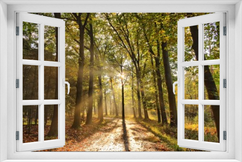 Fototapeta Naklejka Na Ścianę Okno 3D - Sunrays of light in autumn forest with path and trees with colourful leaves. 