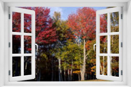 Fototapeta Naklejka Na Ścianę Okno 3D - trees in autumn 
