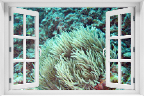 Fototapeta Naklejka Na Ścianę Okno 3D - underwater anemone