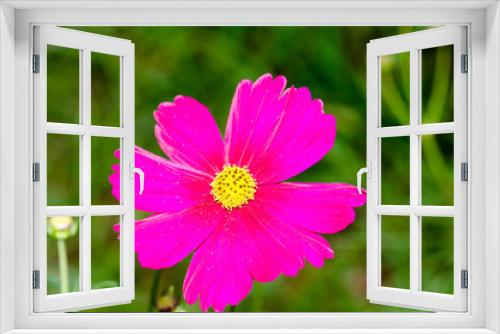 Fototapeta Naklejka Na Ścianę Okno 3D - .Flowers in the garden
