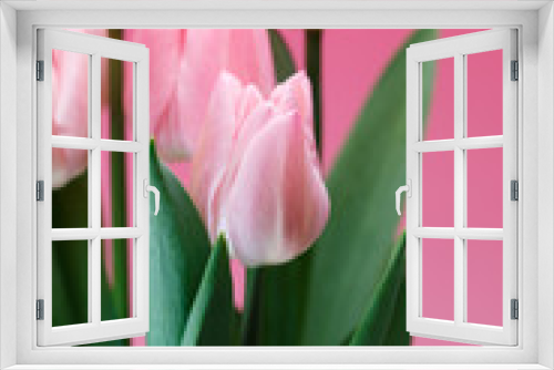 Fototapeta Naklejka Na Ścianę Okno 3D - チューリップの花