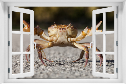 Fototapeta Naklejka Na Ścianę Okno 3D - Crab on the street