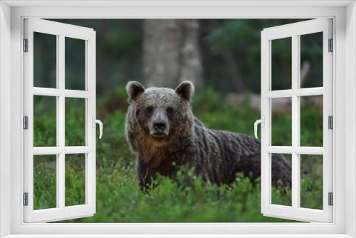 Fototapeta Naklejka Na Ścianę Okno 3D - brown bear in forest at night. bear glance. wild animal. animal at night.