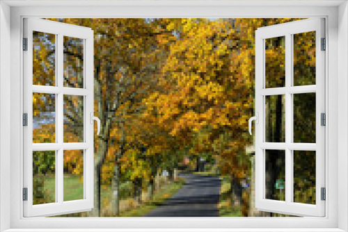 Fototapeta Naklejka Na Ścianę Okno 3D - Autumn trees