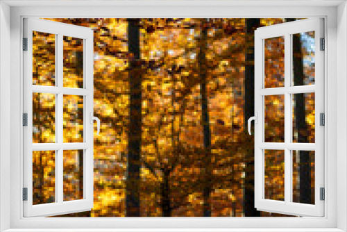 Fototapeta Naklejka Na Ścianę Okno 3D - Herbstlicher Wald mit Sonnenstrahlen