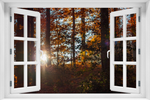 Fototapeta Naklejka Na Ścianę Okno 3D - Herbstlicher Wald mit Sonnenstrahlen