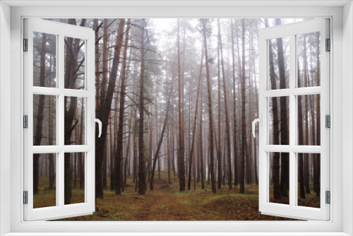 Fototapeta Naklejka Na Ścianę Okno 3D - Pines in the forest with misty morning