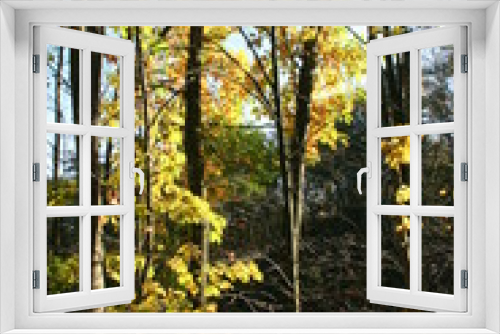 Fototapeta Naklejka Na Ścianę Okno 3D - Ahornlaub im Herbst