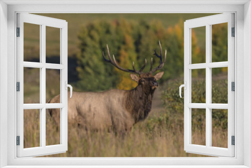 Fototapeta Naklejka Na Ścianę Okno 3D - Watching the Herd - A 6x6 point bull elk watches over his herd for cow stragglers and bull  interlopers during the fall rut. 