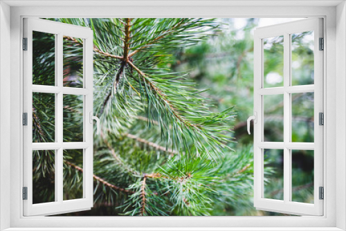 Fototapeta Naklejka Na Ścianę Okno 3D - Evergreen pine branches