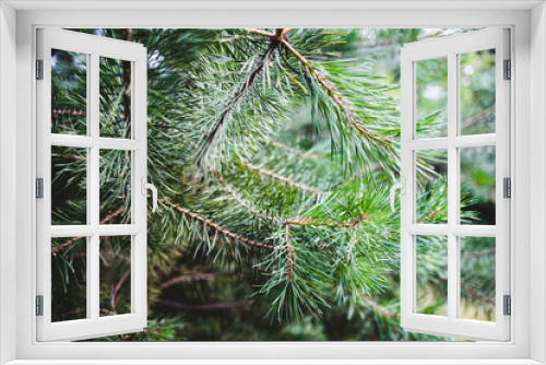 Fototapeta Naklejka Na Ścianę Okno 3D - Evergreen pine branches