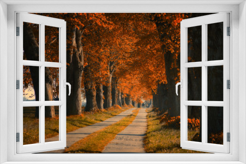 Fototapeta Naklejka Na Ścianę Okno 3D - Allee im Herbst