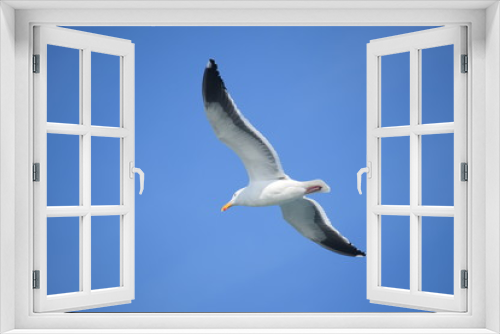 Fototapeta Naklejka Na Ścianę Okno 3D - Bird in flight