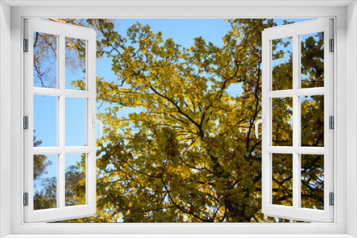 Fototapeta Naklejka Na Ścianę Okno 3D - Autumn trees and sky