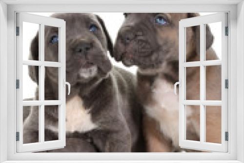 Fototapeta Naklejka Na Ścianę Okno 3D - puppy italian mastiff cane corso