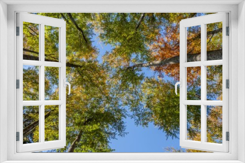 Fototapeta Naklejka Na Ścianę Okno 3D - Looking up in beech tree forest in autumn.Autumn branch on blue sky.