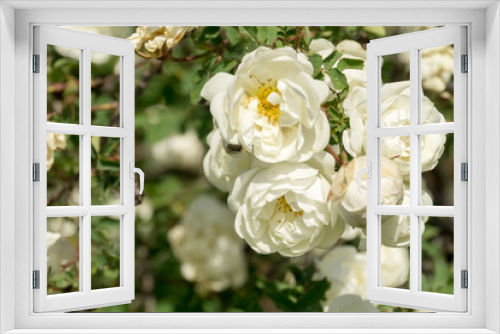 Fototapeta Naklejka Na Ścianę Okno 3D - Summer White Roses