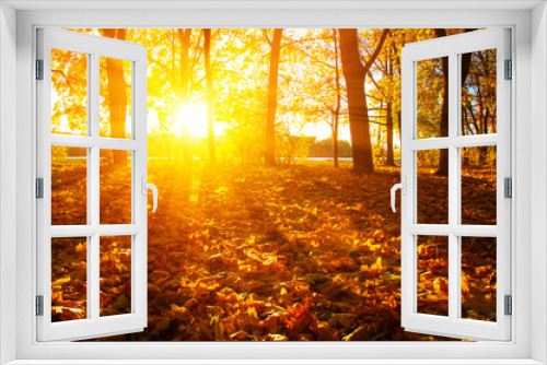 Fototapeta Naklejka Na Ścianę Okno 3D -  autumn trees on sun