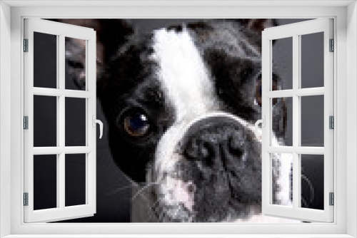Fototapeta Naklejka Na Ścianę Okno 3D - Boston Terrier, standing in front of gray background