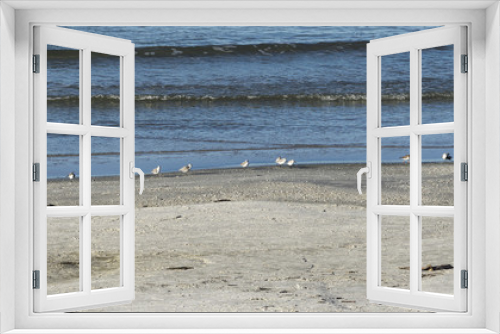 Fototapeta Naklejka Na Ścianę Okno 3D - seagulls