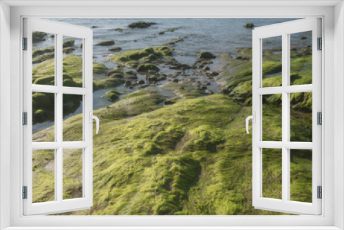 Fototapeta Naklejka Na Ścianę Okno 3D - Green moss