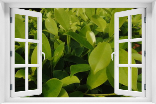 Fototapeta Naklejka Na Ścianę Okno 3D - Herb