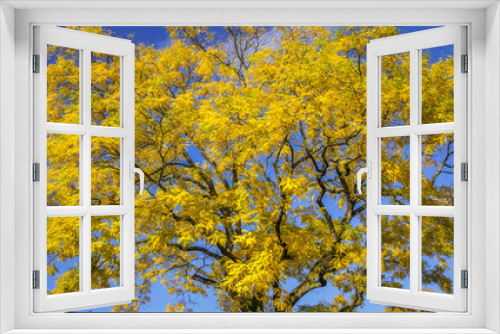 Fototapeta Naklejka Na Ścianę Okno 3D - Baum im Herbst vor blauem Himmel mit gelb gefärbten Blättern.
