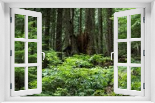 Fototapeta Naklejka Na Ścianę Okno 3D - View of tropical forest