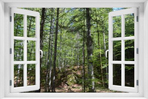 Fototapeta Naklejka Na Ścianę Okno 3D - Wald Bäume Bad Aussee