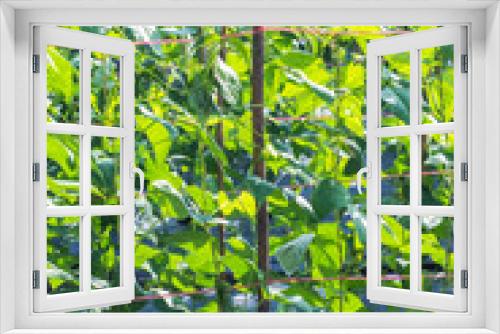 Fototapeta Naklejka Na Ścianę Okno 3D - Yard long bean farm