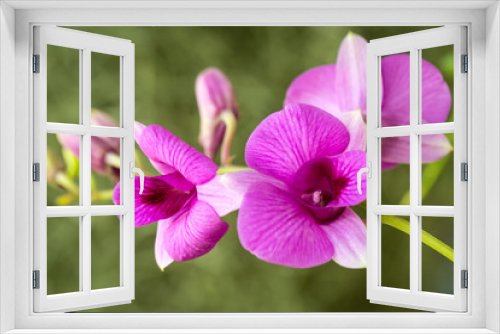 Fototapeta Naklejka Na Ścianę Okno 3D - Thai Orchid