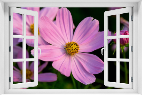 Fototapeta Naklejka Na Ścianę Okno 3D - Cosmos Flower