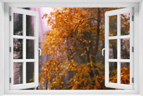 Fototapeta Naklejka Na Ścianę Okno 3D - fall foliage