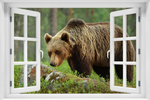 Fototapeta Naklejka Na Ścianę Okno 3D - brown bear (ursus arctos)