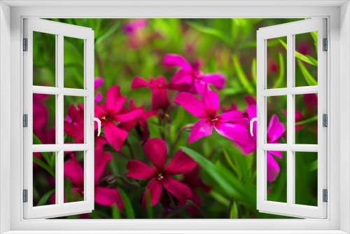 Fototapeta Naklejka Na Ścianę Okno 3D - wild pink and purple flowers on green grass.
