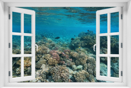 Fototapeta Naklejka Na Ścianę Okno 3D - Coral reef under the sea in shallow water, natural scene, Pacific ocean, Rangiroa, Tuamotu, French Polynesia

