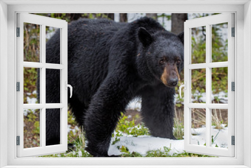 Fototapeta Naklejka Na Ścianę Okno 3D - American Black Bear - male