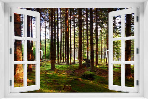 Fototapeta Naklejka Na Ścianę Okno 3D - Märchenwald