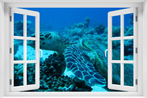 Fototapeta Naklejka Na Ścianę Okno 3D - Meeresschildkröte