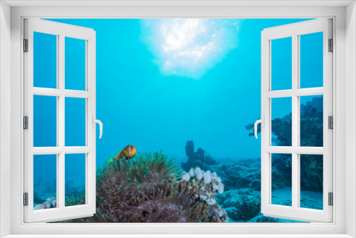 Fototapeta Naklejka Na Ścianę Okno 3D - Maldives Anemonefish