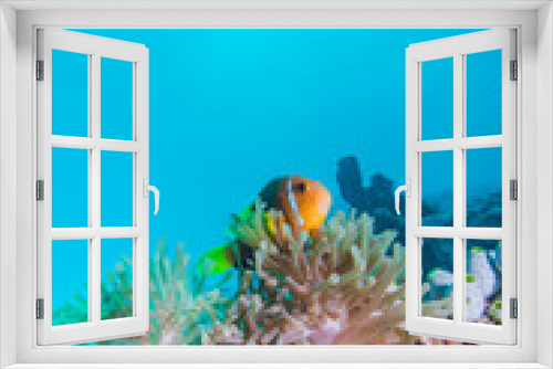 Fototapeta Naklejka Na Ścianę Okno 3D - Maldives Anemonefish