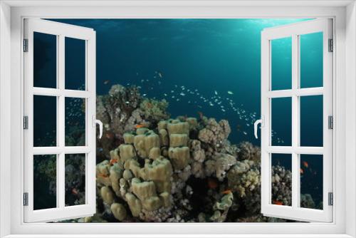 Fototapeta Naklejka Na Ścianę Okno 3D - coral life diving Indonesia Sea Ocean