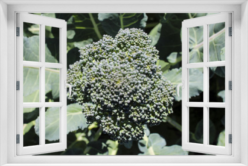 Fototapeta Naklejka Na Ścianę Okno 3D - Image of Broccoli Plant Growing
